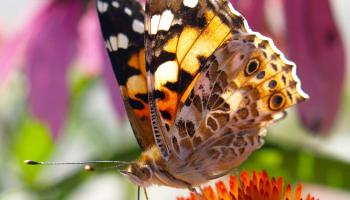 Distelfalter in Wasenbruck, NÖ aufgenommen von Rosi B. mit der Schmetterlinge Österreichs App