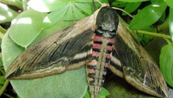 Falter Ligusterschwärmer Falter Ligusterschwärmer