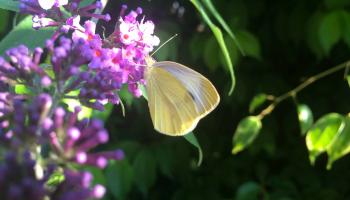 Kleiner Kohl-Weißling Schmetterling auf Blume