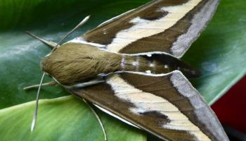 Falter Wolfsmilchschwärmer Falter Wolfsmilchschwärmer