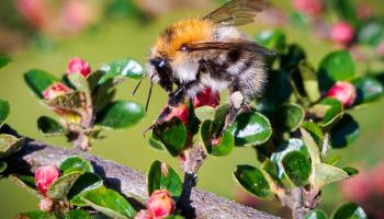 Ackerhummel auf Bodendecker Cotoneaster