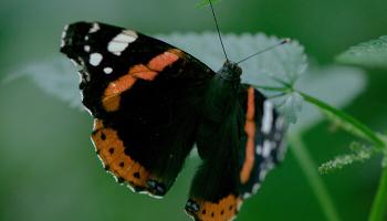 Admiral Schmetterling