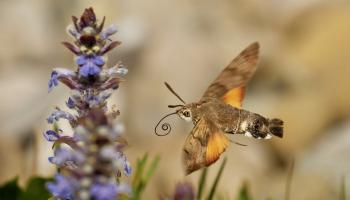 Taubenschwänzchen Schmetterling an Lavendel
