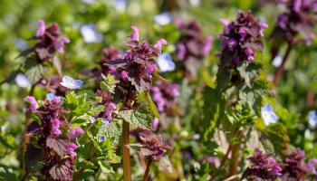 Blühender Rasen mit Taubnessel und Ehrenpreis Blühender Rasen mit Taubnessel und Ehrenpreis