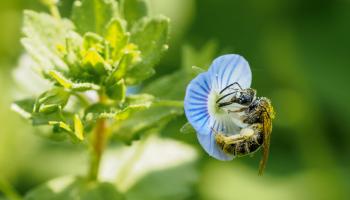 Wildbiene auf Ehrenpreis