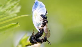 Maskenbienen auf Ehrenpreis Maskenbienen auf Ehrenpreis