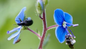 Wildbiene und Käfer auf Ehrenpreis Wildbiene und Käfer auf Ehrenpreis