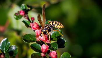Feldwespe auf Bodendecker Cotoneaster 