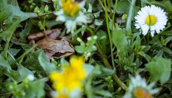 Grasfrosch im blühenden Rasen