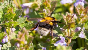 Hummel auf Gundelrebe