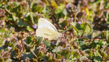 Weißling auf Gundelrebe Weißling auf Gundelrebe