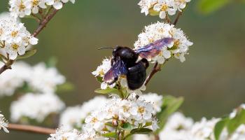 Holzbiene auf Cotoneaster (Zwergmispel)