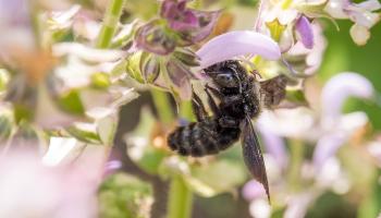 Holzbiene auf Muskatellersalbei