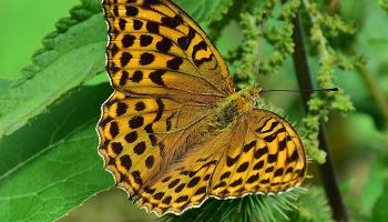Kaisermantel Schmetterling 