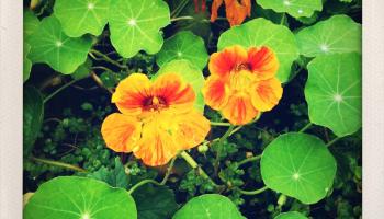 Kapuzinerkresse, Bild: Ute Woltron