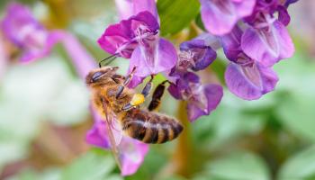 Hummel auf lila Lerchensporn Hummel auf lila Lerchensporn
