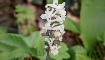 Weißer Lerchensporn Weißer Lerchensporn