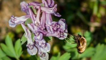 Wollschweber auf Lerchensporn