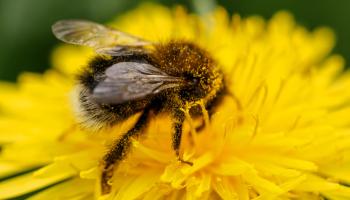 Hummel auf Löwenzahn