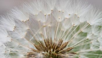 Pusteblume Pusteblume