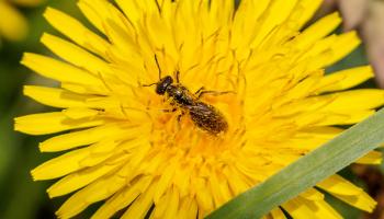 Wildbiene auf Löwenzahn