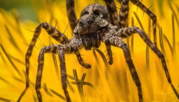 Wolfsspinne auf Löwenzahn Wolfsspinne auf Löwenzahn
