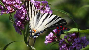 Falter Segelfalter Falter Segelfalter