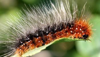 Raupe Kleiner Bär Raupe Kleiner Bär