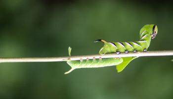 Raupe Ligusterschwärmer Raupe Ligusterschwärmer