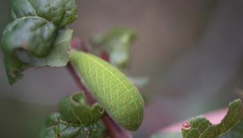 Raupe Segelfalter Raupe Segelfalter