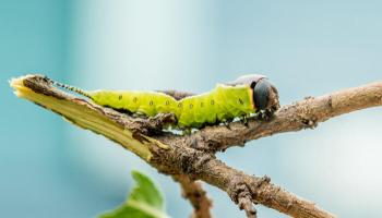 Raupe Großer Gabelschwanz