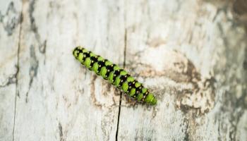 Raupe Kleines Nachtpfauenauge Raupe Kleines Nachtpfauenauge