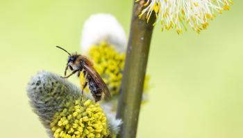 Wildbiene auf Palmkätzchen Wildbiene auf Palmkätzchen