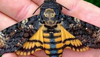 Totenkopfschwärmer Schmetterling aus der Schmetterlinge Österreichs App