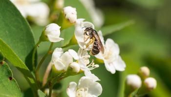Wildbiene auf Cotoneaster