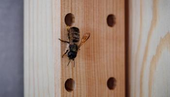 Wildbiene nistet in Regal