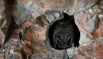 Mopsfledermaus