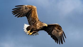 Seeadler