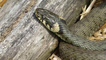 Ringelnatter liegt an einem Ast