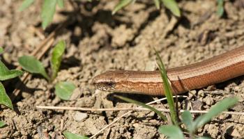 Blindschleiche auf trockenem Boden 
