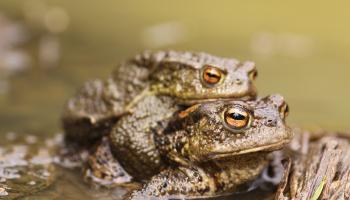 Zwei Erdkröten bei der Paarung