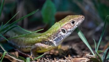 Zauneidechse hebt ihren Kopf