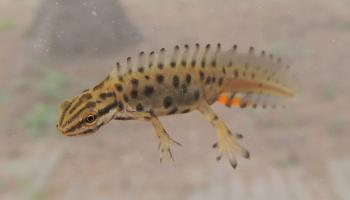 Teichmolch im Wasser