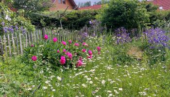 Naturgarten mit Blumen