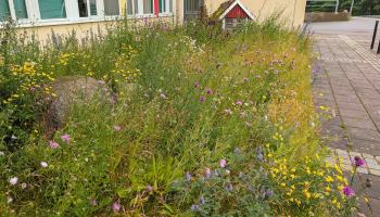Wiese mit Insektenhotel