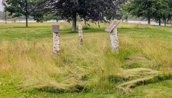 Baumstämme in Wiese