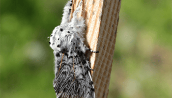 Weiß schwarzer Falter