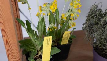 Bienenfreundliche Pflanzen: Topfpflanzen mit gelben Blüten und grünen Blättern, Etiketten mit der Aufschrift „Primula veris“ und „PRASKAC“.