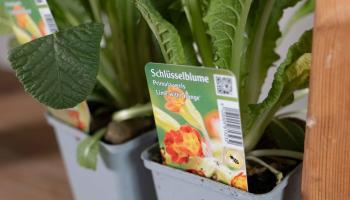 Topfpflanze Schlüsselblume (Primula veris 'Lime with Orange') mit Etikett und grünen Blättern.