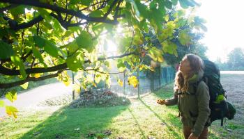Marvin pflückt Feigen vom Baum